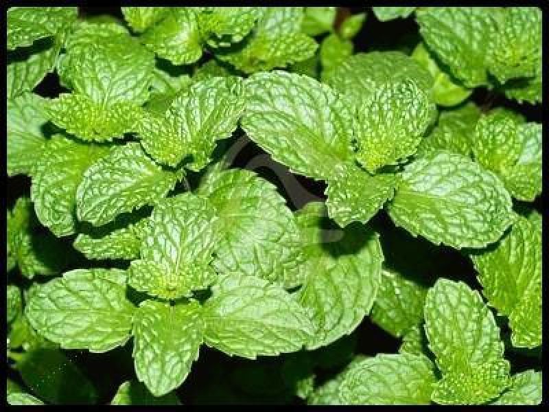 Peppermint Agriculture 