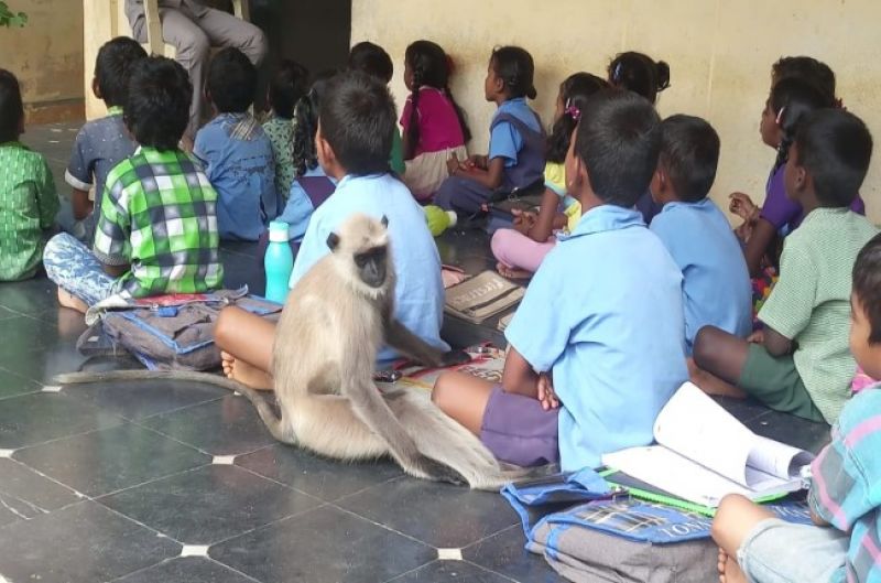 Langur Student