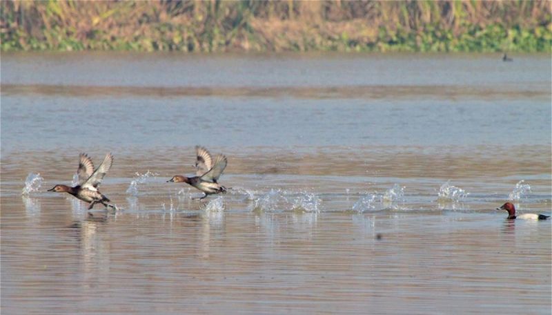 Decrease in arrival of migratory birds in Harike wetland of Punjab