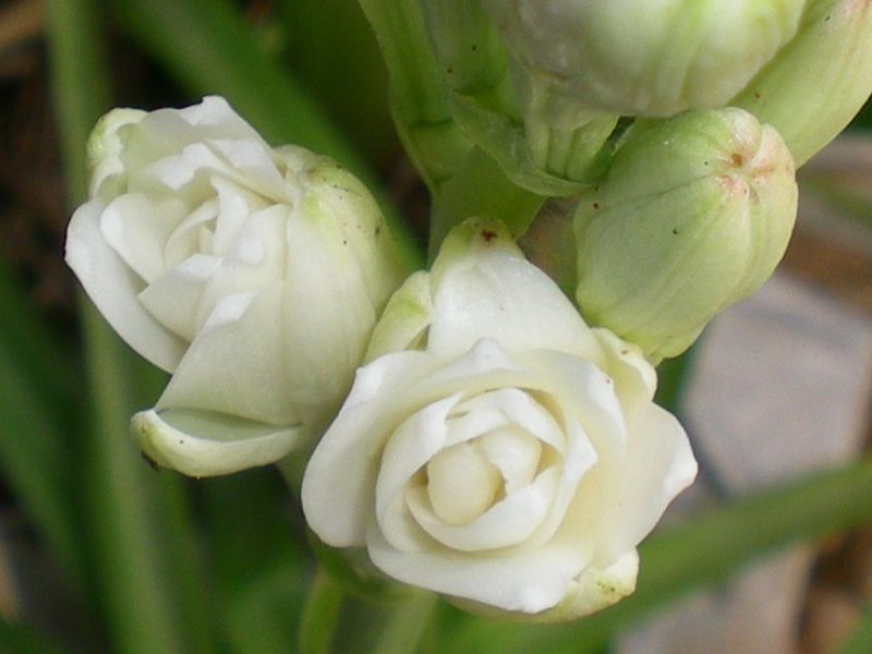  Rajnigandha Cultivation 