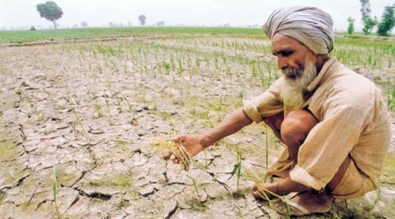 Punjab Farmer