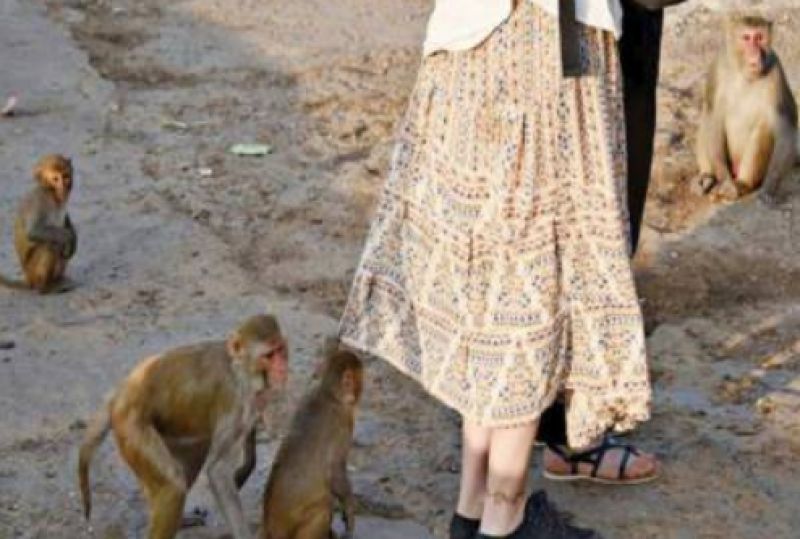 Monkeys injure tourists at Taj Mahal