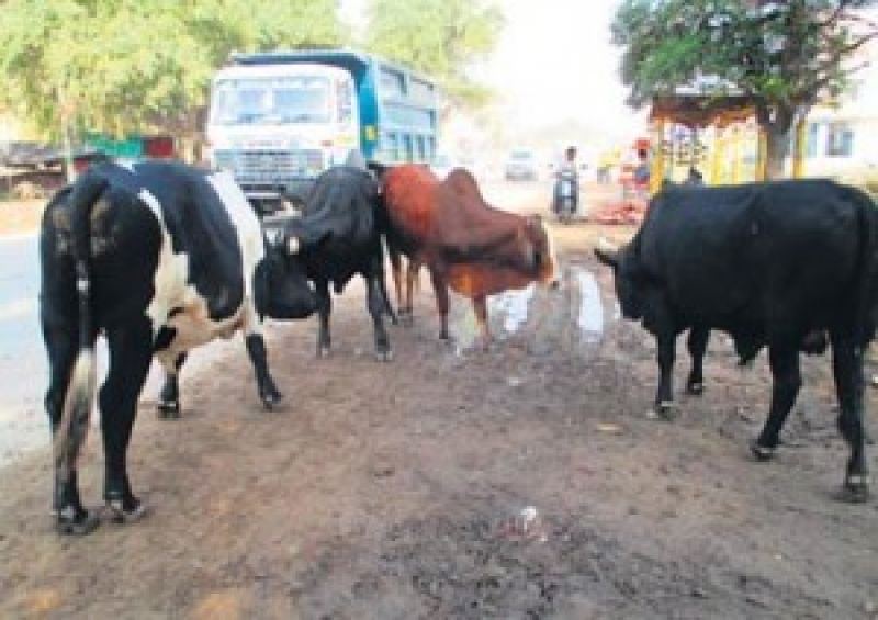 Strangers of stray cattle