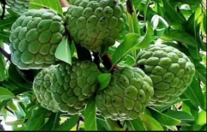 Custard apple 