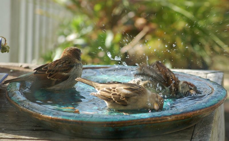 sparrows get relax in water