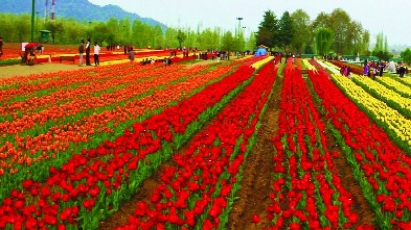 Tulip Garden