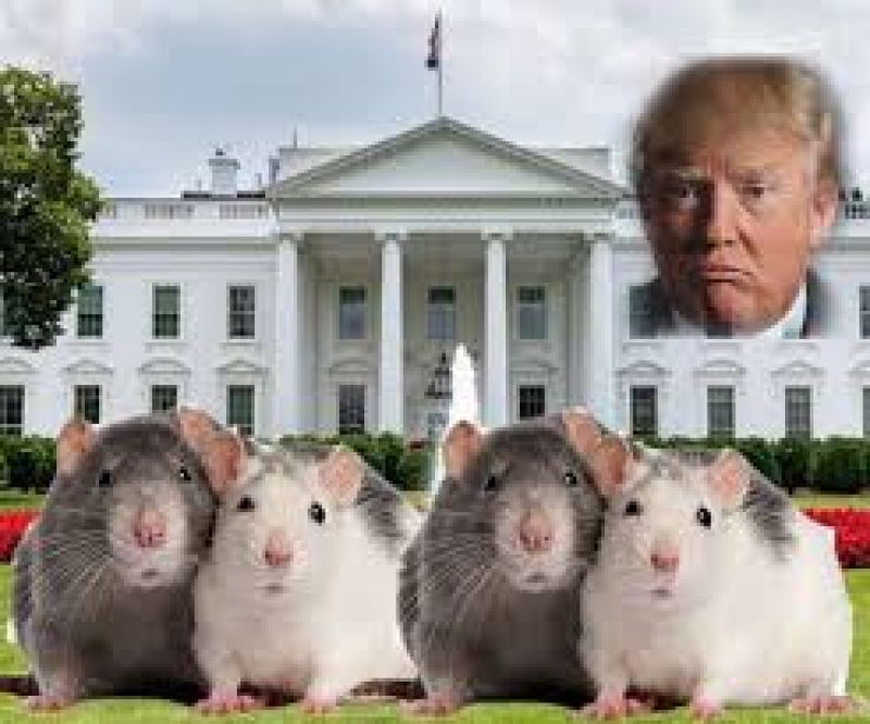 Mouse in white house