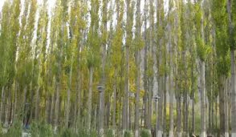 Poplar Trees