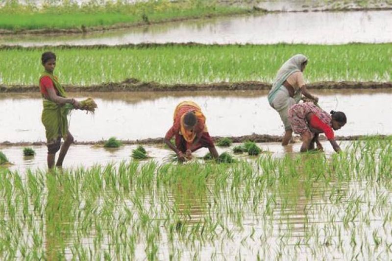 punjab paddy season start from today