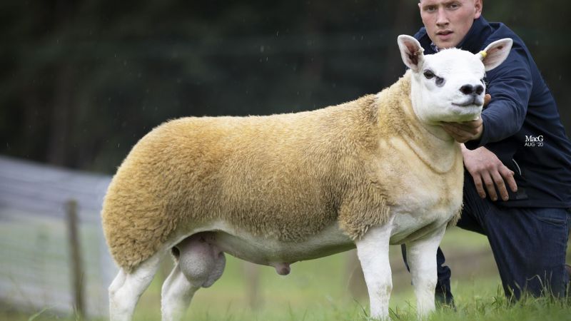 Texel sheep