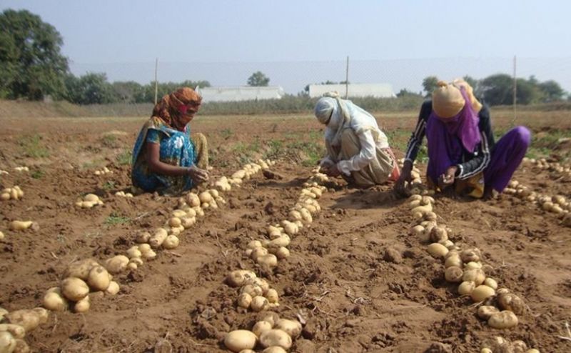 Potato Agriculture 