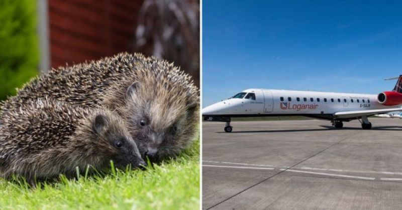 Pilot stops plane to let baby hedgehog cross the runway 
