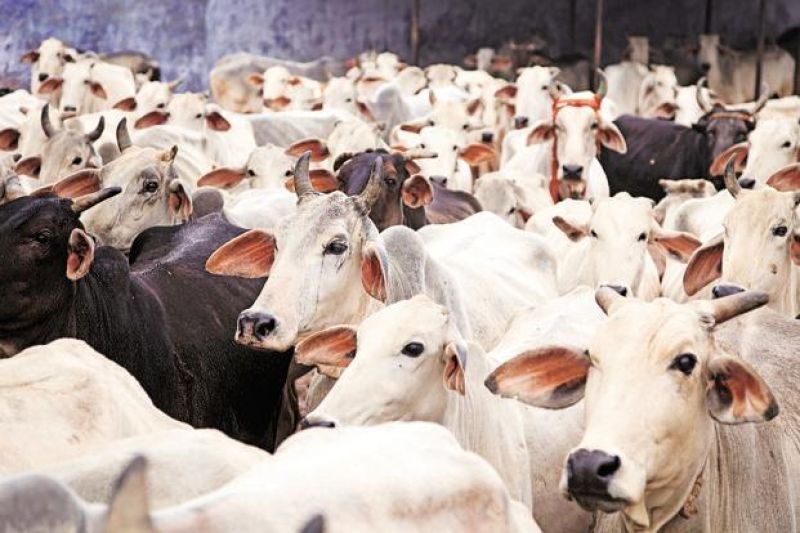 Cattle thief lynched by mob in Assam village