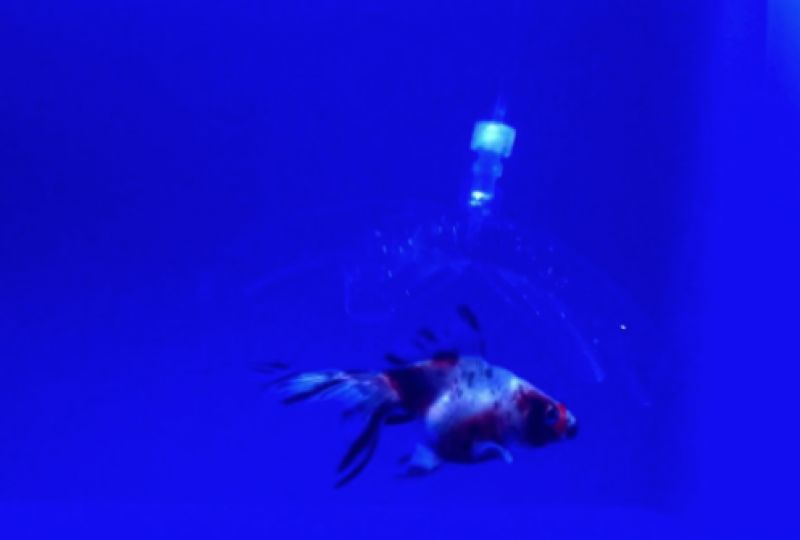 Special robot for exploring marine life