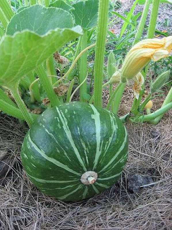 Halwa Pumpkin Crop