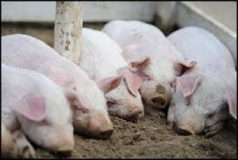 Death of pig in Gifu Pref due to swine fever virus