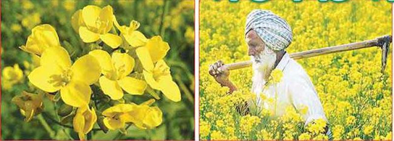 ਗੋਭੀ ਸਰ੍ਹੋਂ ਅਤੇ ਤੋਰੀਆ