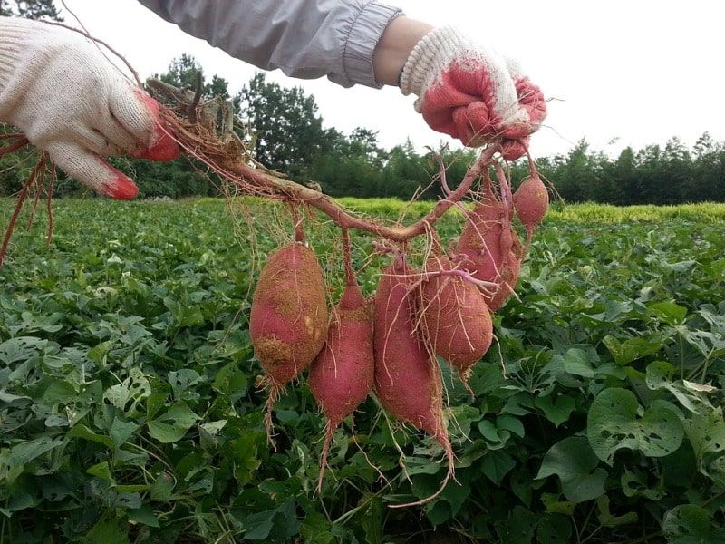 Sweet Potato Farming