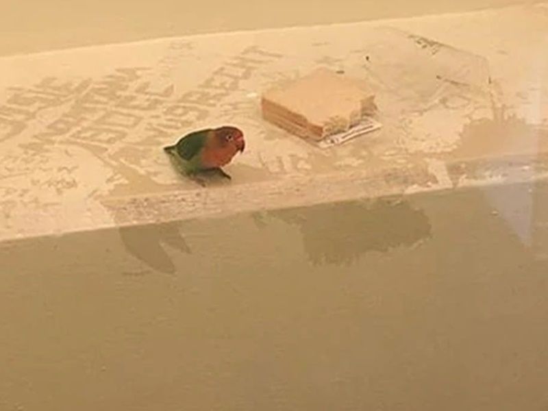 Picture of dutch jailbird sparks