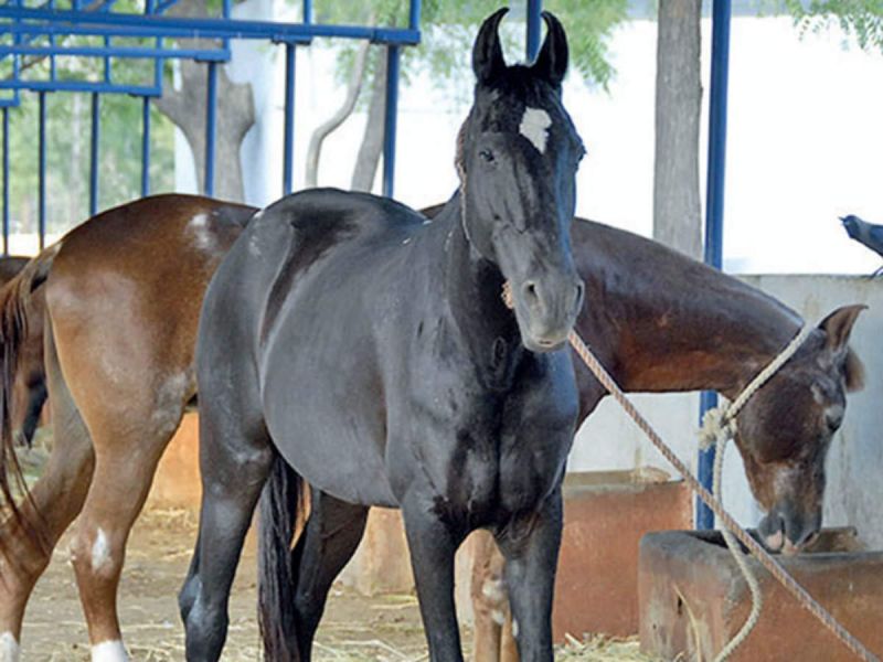 After getting glanders of deadly disease three horses were killed in Mathura