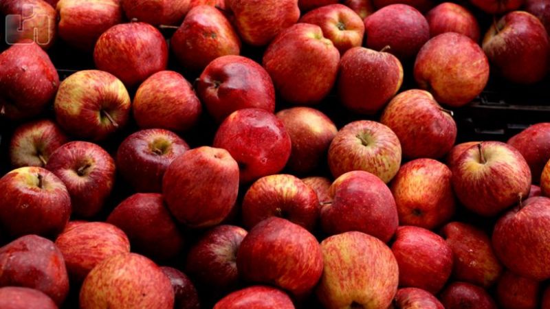 Offered ‘low rates’ by Adani, apple growers in Himachal turn to APMCs