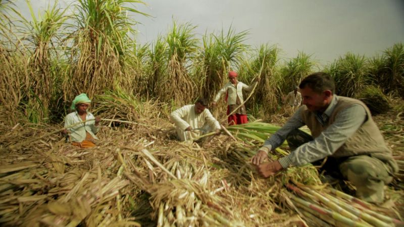 Sugarcane cultivation