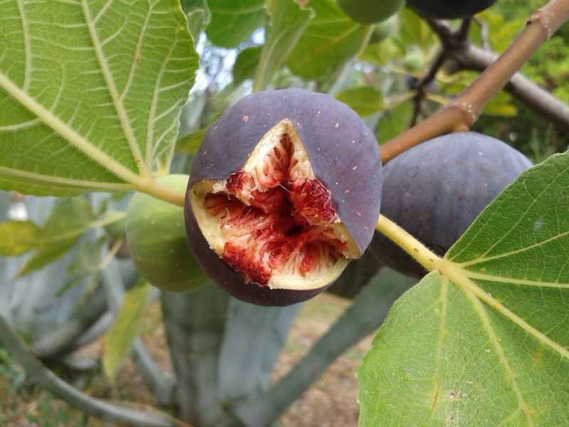 fig