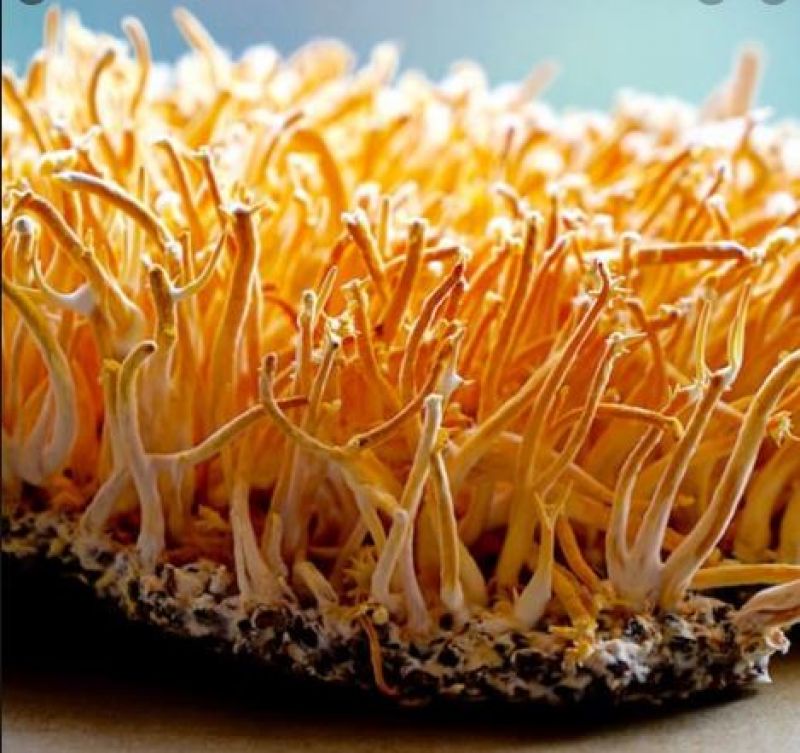 Cordyceps Sinensis