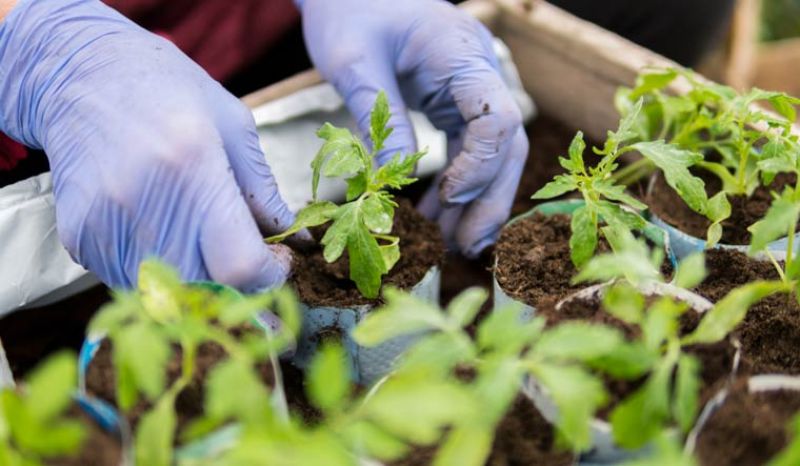 Soil on moon and Mars likely to support crops : Study