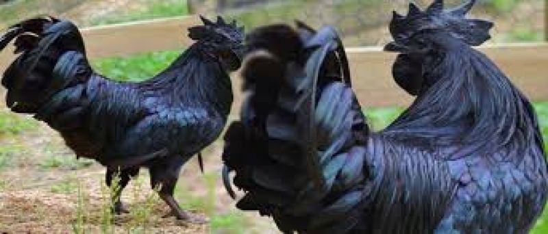 Kadaknath Hen 