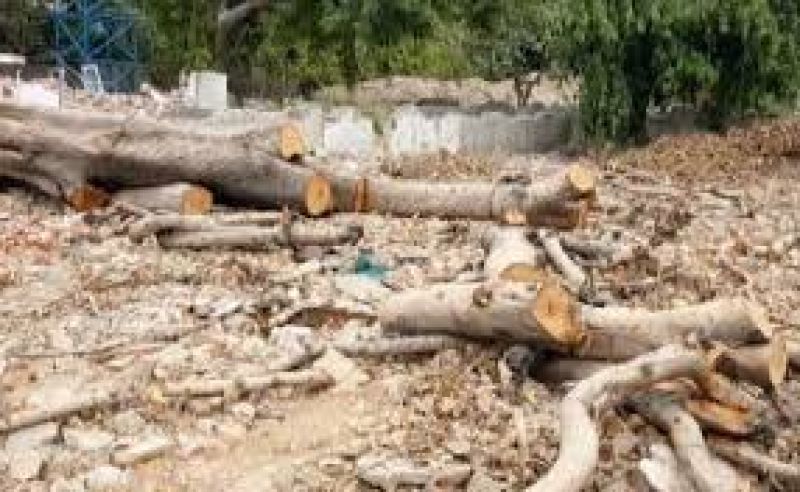  trees cutting in delhi 