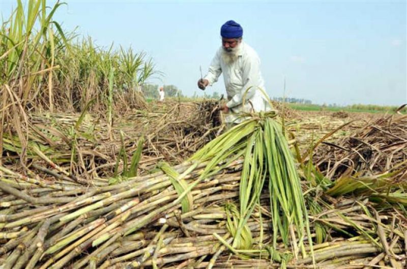 Sugarcane