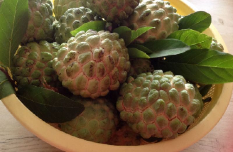 Custard apple 