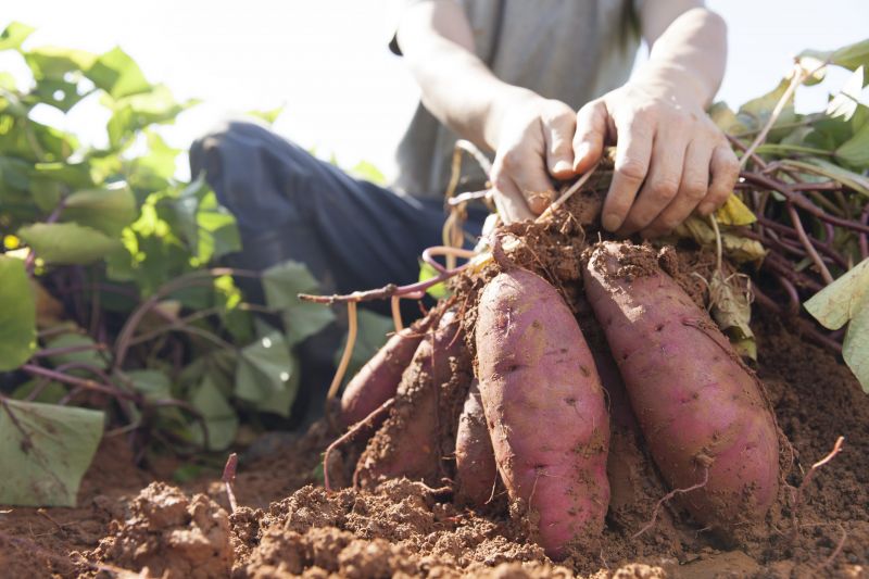 Sweet Potato Farming