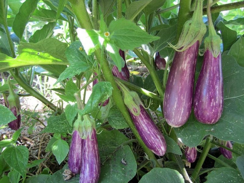  Cultivate Brinjal