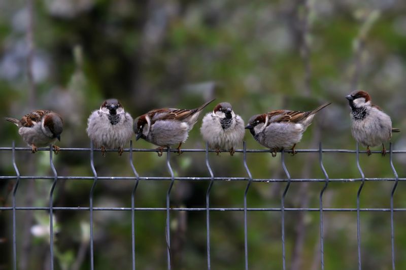 Sparrows