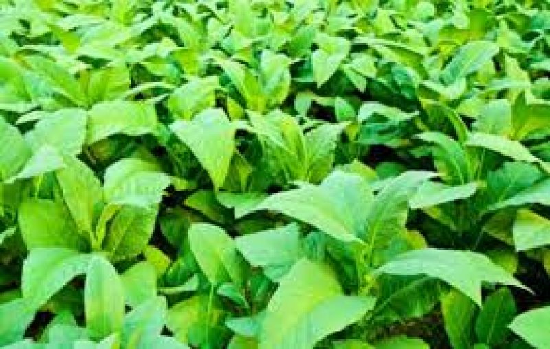 Tobacco plants