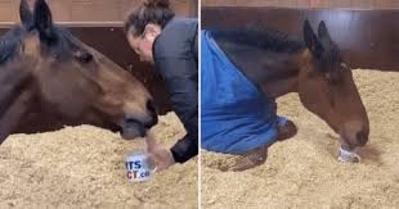 This Police Horse Refuses 