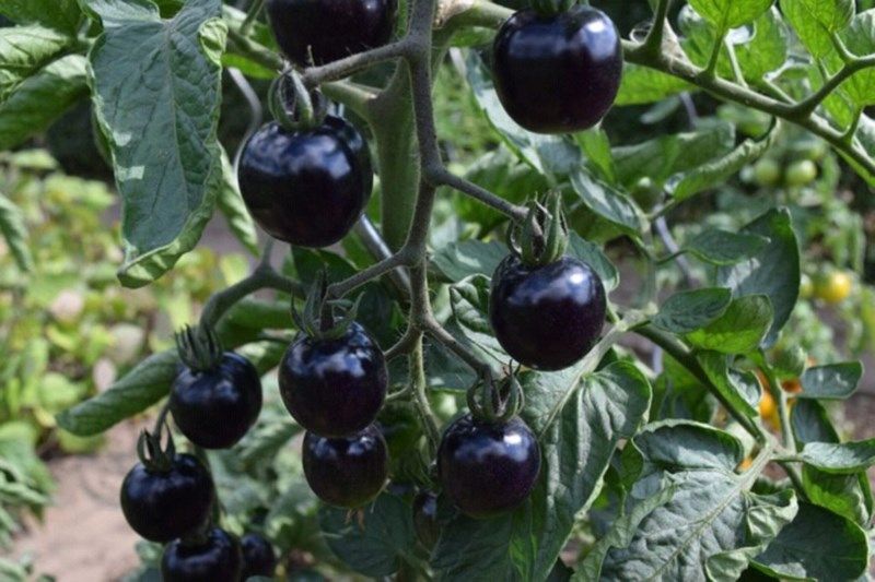 Indigo Rose Tomato 
