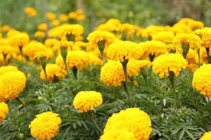Marigold Flower Cultivation