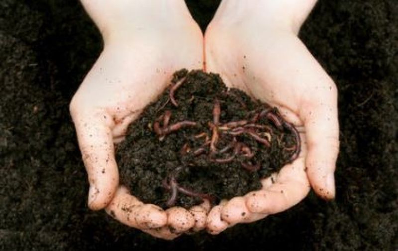 Vermi Compost 