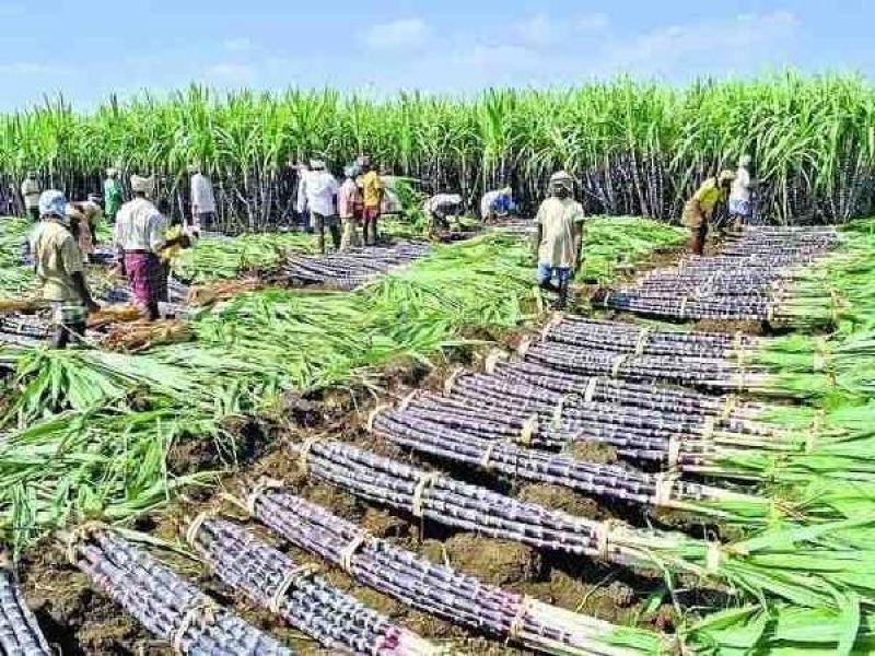 Cane Farmers 