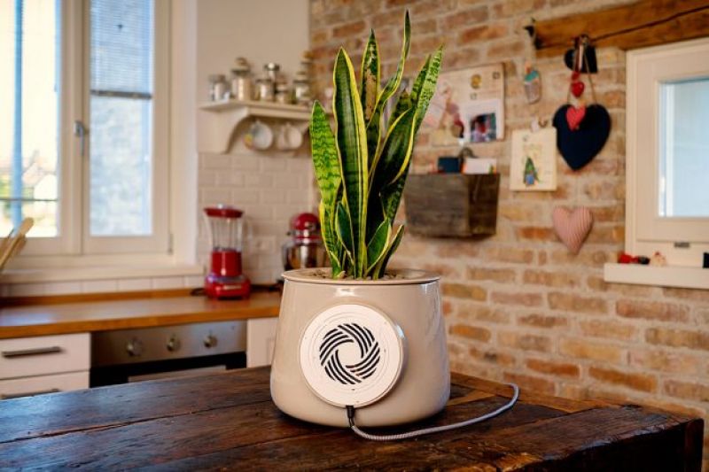 natural air purifier