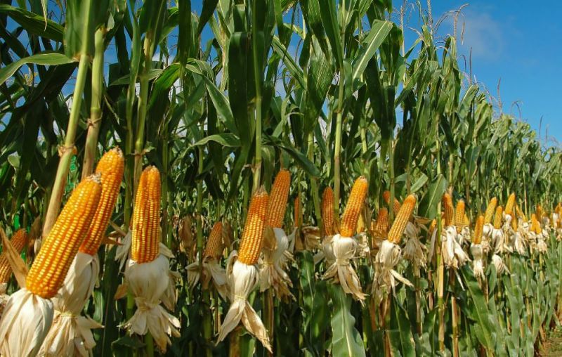 Maize can be useful