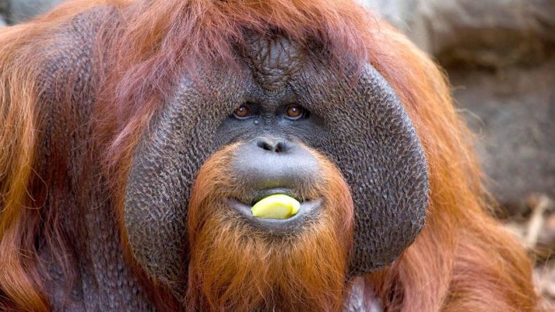 orangutan