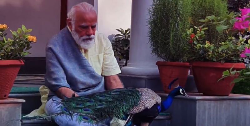 PM Modi Shares Video Of His Bond With Peacocks At His Residence