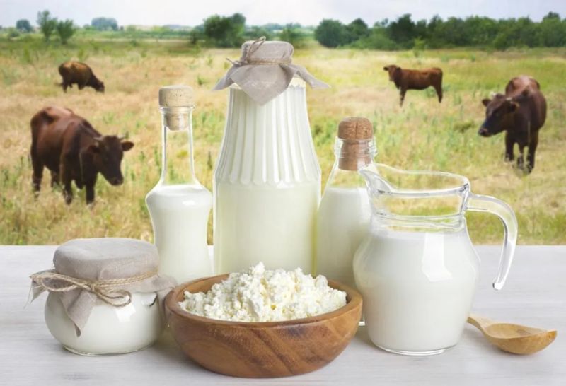 Cow's milk or buffalo's milk, which one is better for your health, read?