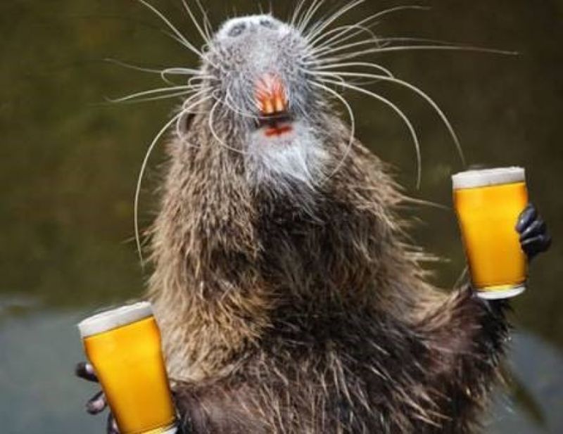 Mice empty 12 bottles alchohal