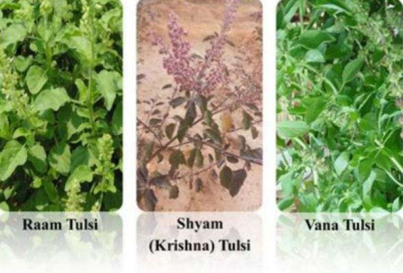 Tulsi Types