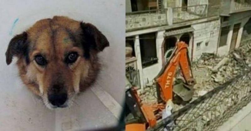 In the UP, pet dog saved life of 30 people